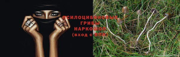 PSILOCYBIN Армянск