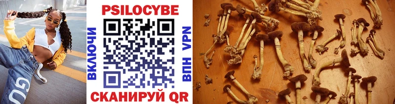 Псилоцибиновые грибы Cubensis Тайшет